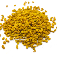 Пажитник (Чаман, фенугрек)